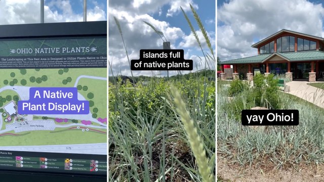 One visitor to Ohio stumbled across a humble but beautiful example of gardening in action.