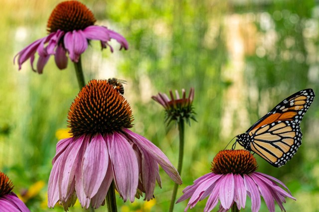"It's amazing how quickly the wildlife returns."