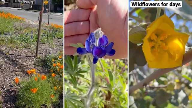A YouTube short is making waves online for showcasing a lawn that looks quite different from the neatly trimmed green carpets we’re used to seeing in people’s front yards.