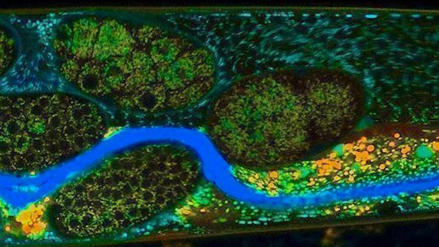 "All crops in the world are susceptible."