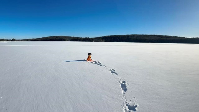 "There’s nothing better as a dog trainer ..."