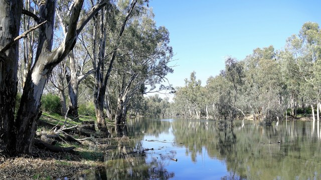 Now, with the species back in the wetlands, the ecosystem is bound to thrive.