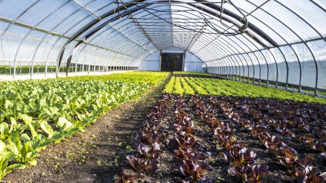 Allow farmers to extend the growing season, maximizing yield.