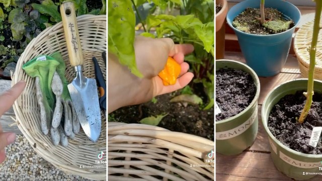 “Water them as per usual."