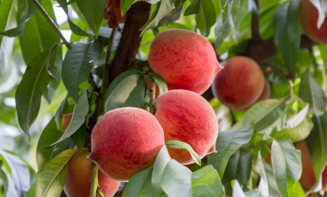 "This is like a burglar cutting himself on glass while breaking into a house and then suing the owners."