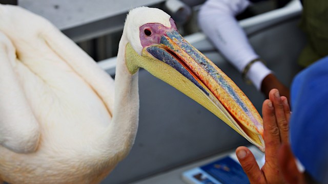 "Somebody might be injuring them."