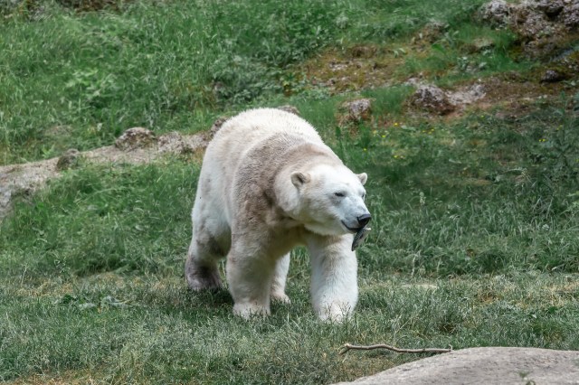 The bear retreated to the woods, where it was found dead from its injuries.