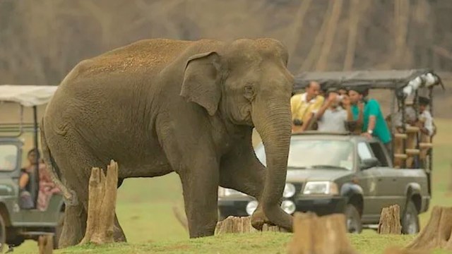 "People should respect wildlife and avoid disturbing animals for photographs."