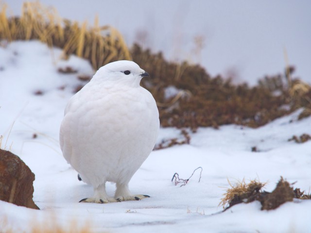 Their absence could throw predator and prey populations out of balance.