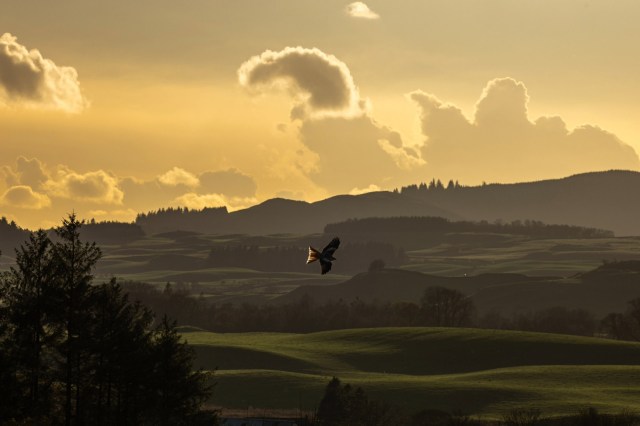 "They are ... vital players in maintaining the balance of ecosystems."