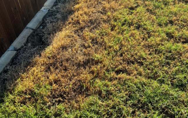 This mystery struck a chord with homeowners familiar with frustrating yard issues.