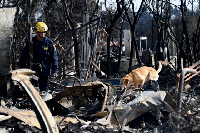 After the dogs are rescued and screened, they’re put through eight to ten months of training.