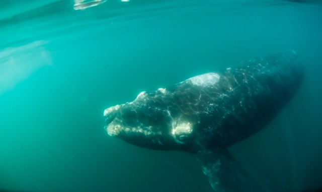 If nothing is done, extinction is a very real possibility.