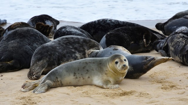 The temptation to see marine animals up close plagues humans all over the world.