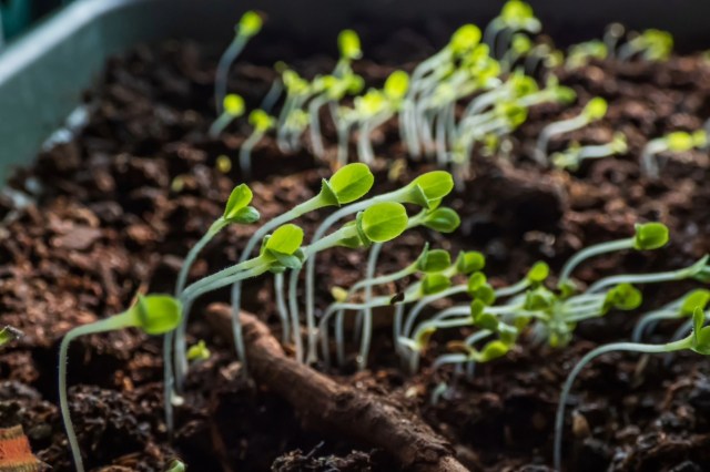 "Can’t wait to start growing things."