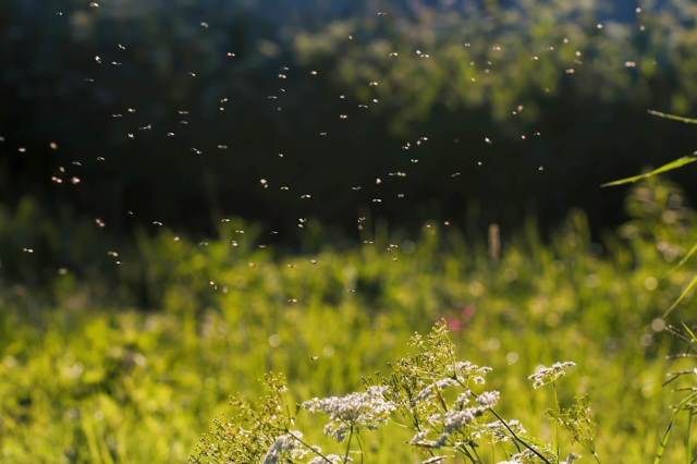 “This study shows us that we have entire regions that could lose their primary pollinator ..."
