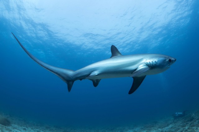 The examination revealed damage to the mouth and signs of hemorrhaging.