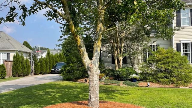 Luckily, correcting the issue early enough can prevent any serious harm from being afflicted on the tree.