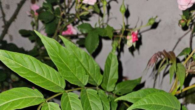 "The most effective way to kill it without encouraging it to spread."