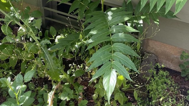 The commenters were unanimous: Kill it ASAP.