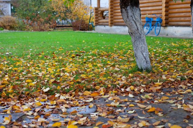 “It would be in [their] interest to maximize the likelihood that their tree will survive and be healthy.”
