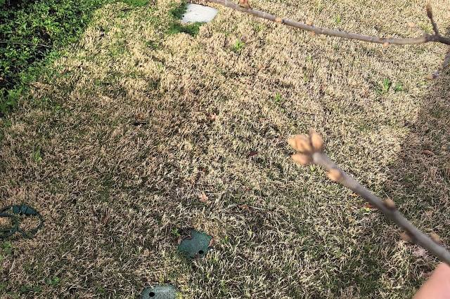 "HOA told me it’s dead and I need to remove it."