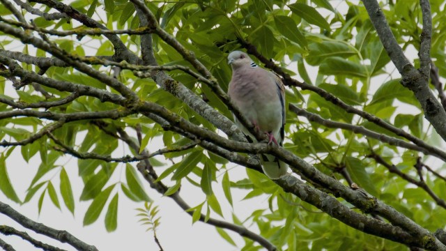 "We hope to see the results of the dedicated efforts of farmers, landowners, and volunteers when we carry out the next national turtle dove survey."
