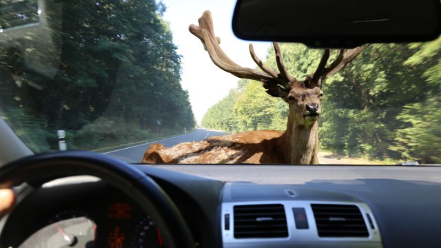 These collisions are dangerous to both humans and wildlife, with vehicle-wildlife collisions injuring more than 26,000 and killing over 200 people each year.