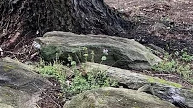 "You need to convince the HOA (and yourself) to let you replace those."