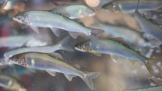 Microplastics can be very difficult to detect.