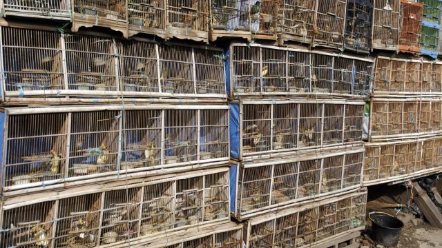 The total number of species being traded has increased steadily over time.