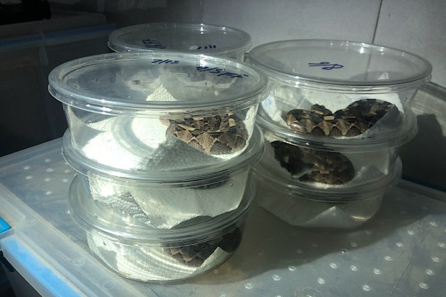 "They will now serve as ambassadors in raising awareness about the impacts of wildlife trafficking."