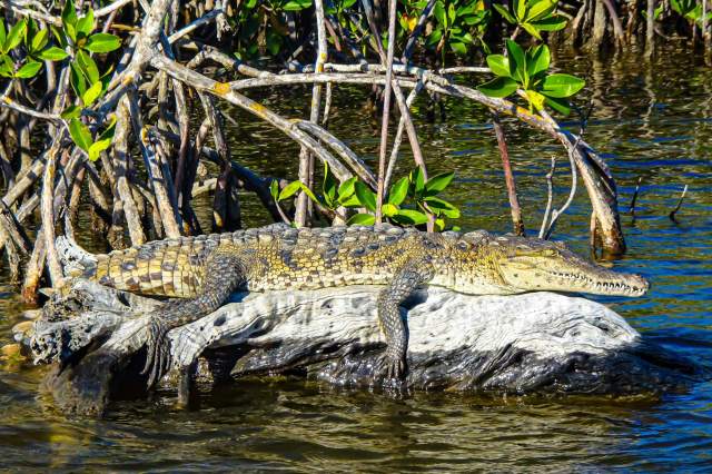 While about half the animals come from captive breeding, the other half were taken directly from the wild.