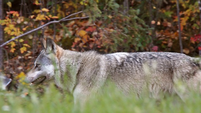 Yellowknife residents spotted and filmed the animal, which caused quite a stir online.