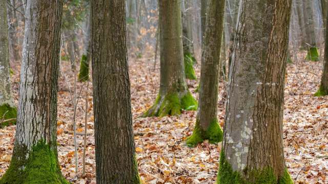 This return is a sign of an increasingly healthy ecosystem.