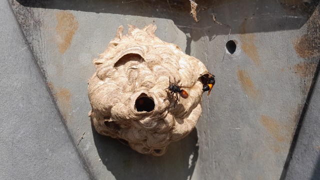 "Devastated colonies."