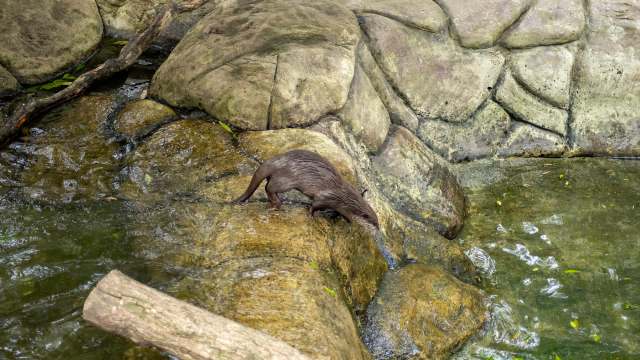 Efforts to protect freshwater ecosystems are vital to the planet's health.