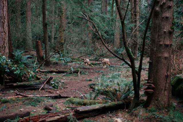 In one incident, a man was bitten in his open garage.