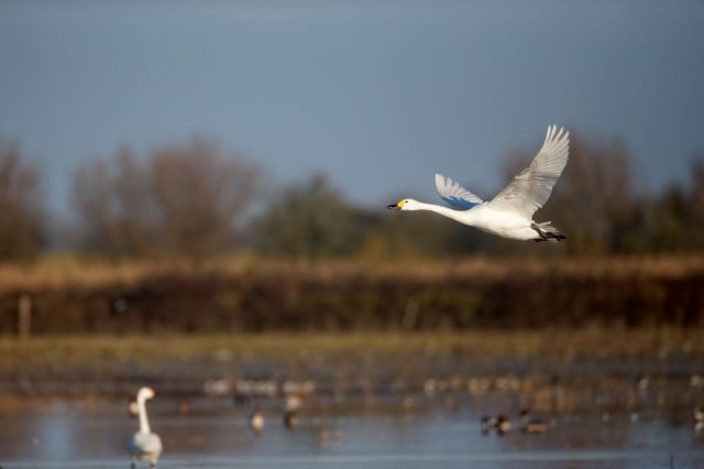 Traditionally, thousands of swans migrate from their breeding grounds each year.