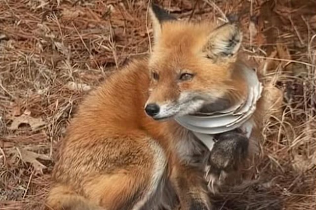 "She runs every bit of 25mph and is impossible to corner."