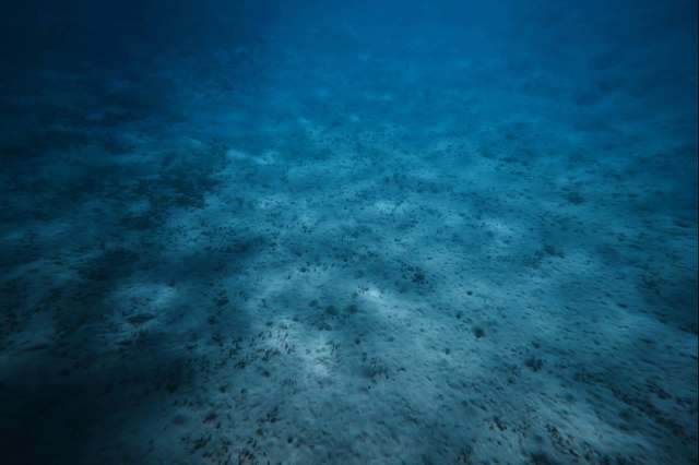 The researchers sent a manned submarine into deep waters.