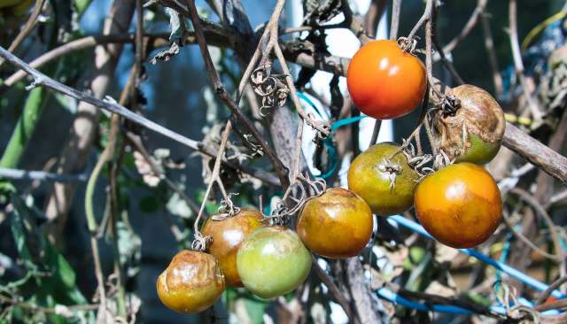 When local farms struggle, our food security weakens and prices rise at grocery stores and farmers markets.