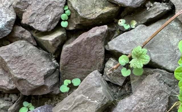 "It can actually reseed through your dreams."