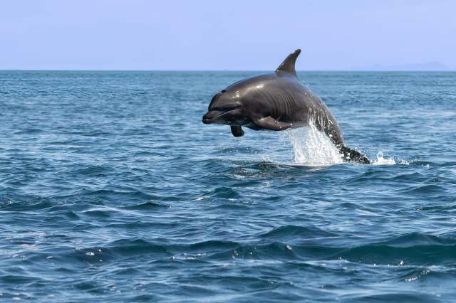 The Sea Grant-funded study builds on data from 55-plus years of research on Sarasota Bay's resident dolphins.