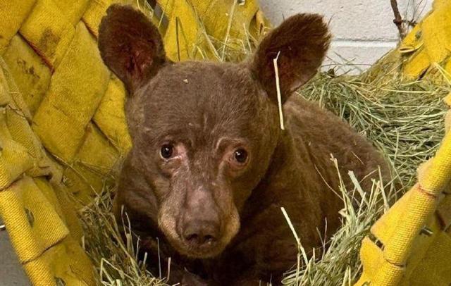 "We are committed to giving this cub every opportunity."