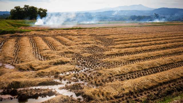 At first glance, Japan’s rice harvest numbers might appear stable — but the quality of the crop has plummeted, and it could be an indicator of more food supply strains to come.