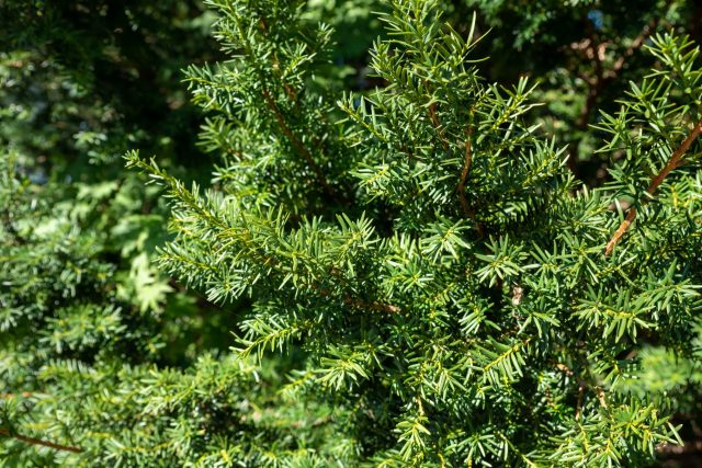 "Animals aren't familiar enough with the plant to know or teach their young that it's toxic."