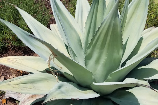 Taking care of nature is important.
