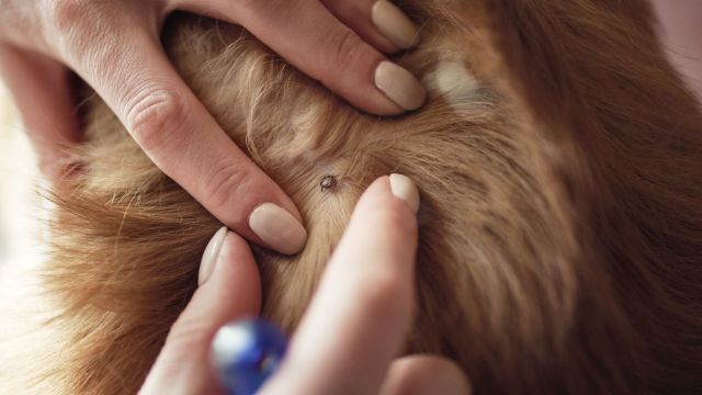 The tick may have actually been carrying Lyme disease and relapsing fever.