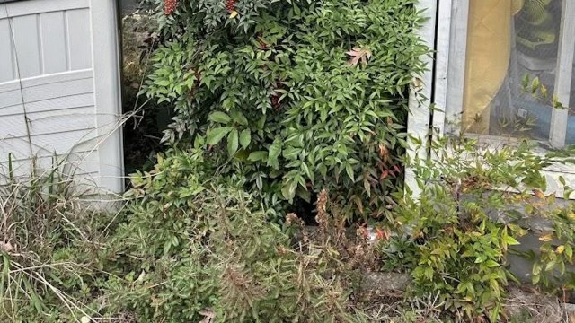 "It spreads so fast that we’re always chasing the little sprouts."